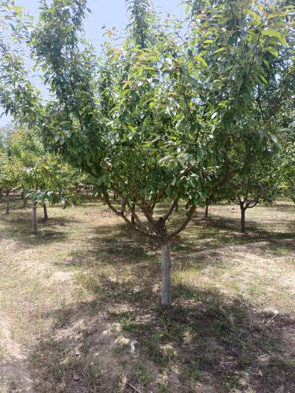 1734327322930914.jpg IMG_20220531_123132.jpg