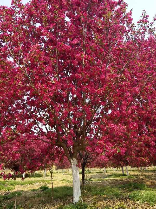 1734327945830661.jpg IMG_20210410_105727.jpg