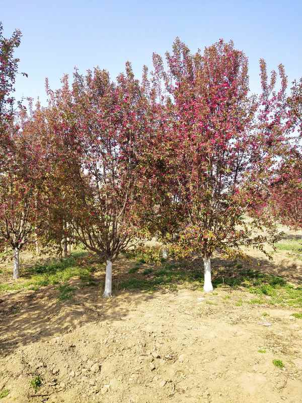 1734328217361482.jpg IMG_20210407_095323.jpg