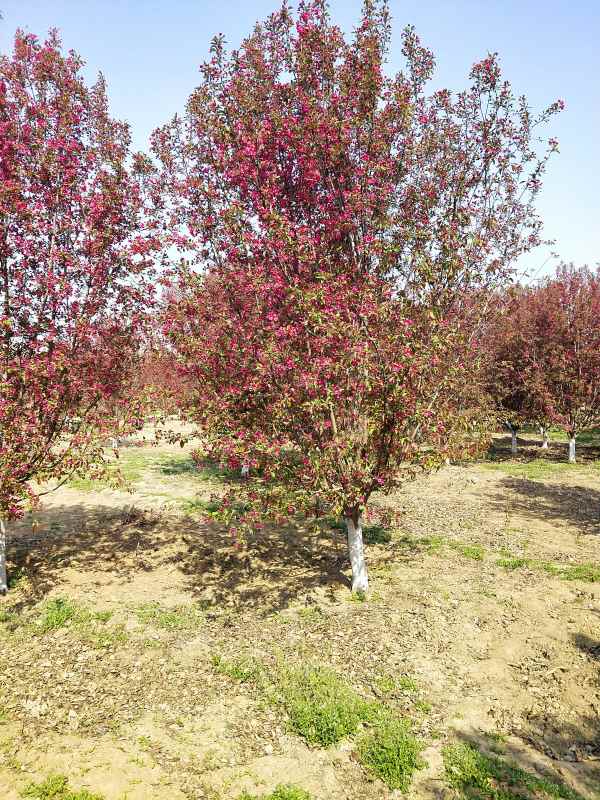 1734328560184831.jpg IMG_20210407_095340.jpg