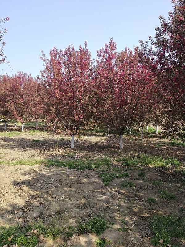 1734328622281134.jpg IMG_20210407_095342.jpg