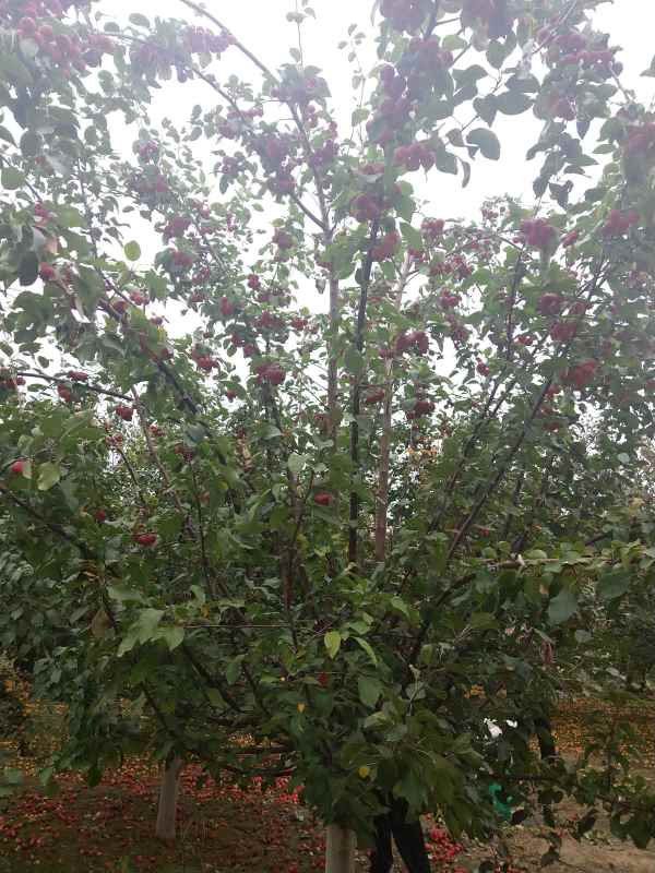 1734328787968811.jpg IMG_20210913_150457.jpg