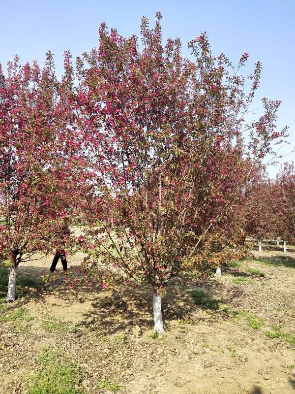 1734328936158588.jpg IMG_20210407_095348.jpg