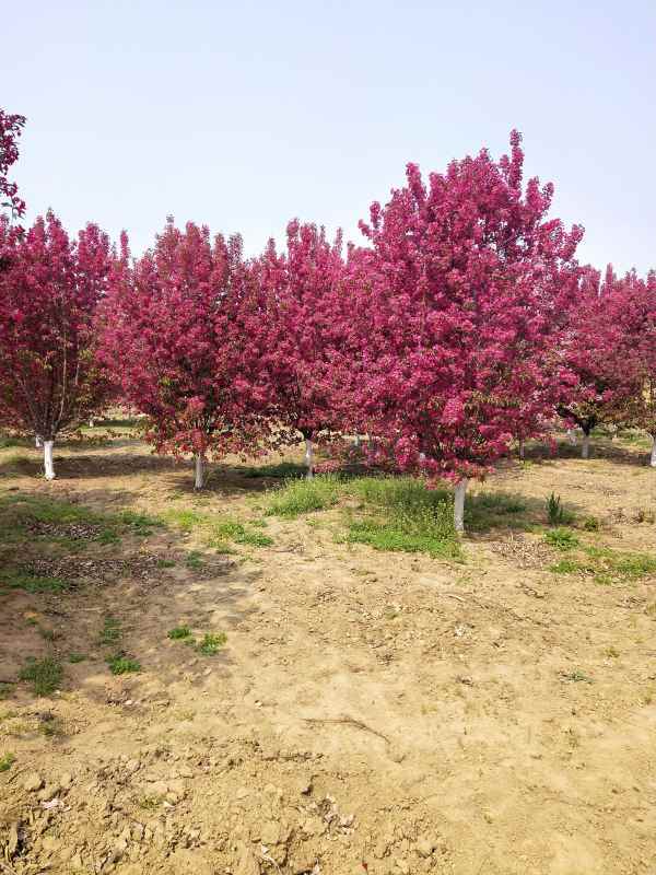 1734329037765911.jpg IMG_20210410_105331.jpg