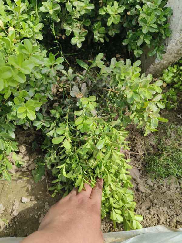 1734421115847320.jpg IMG_20230523_144017.jpg