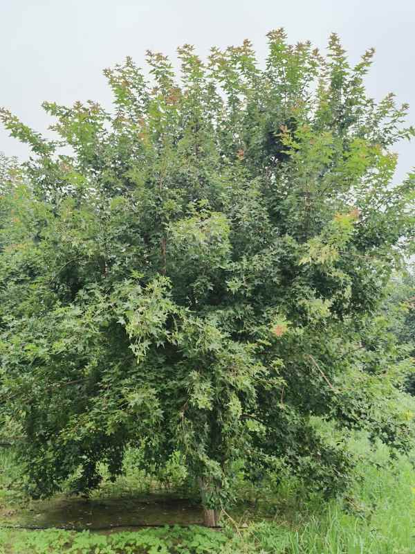 1734487919355778.jpg IMG_20230818_102858.jpg