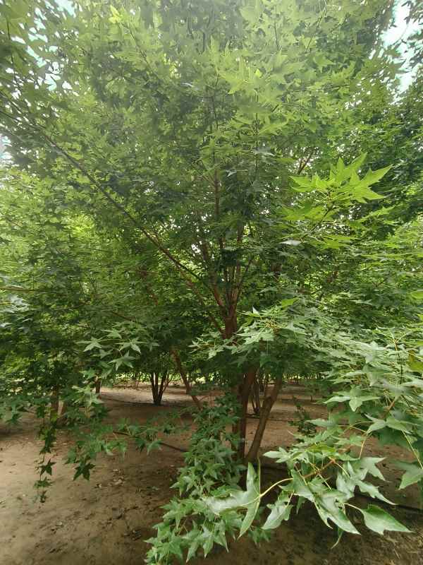 1734488137173696.jpg IMG_20230818_102250.jpg