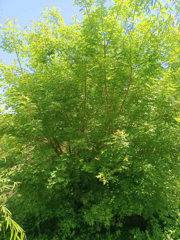 1734489668556600.jpg IMG_20220515_121130.jpg