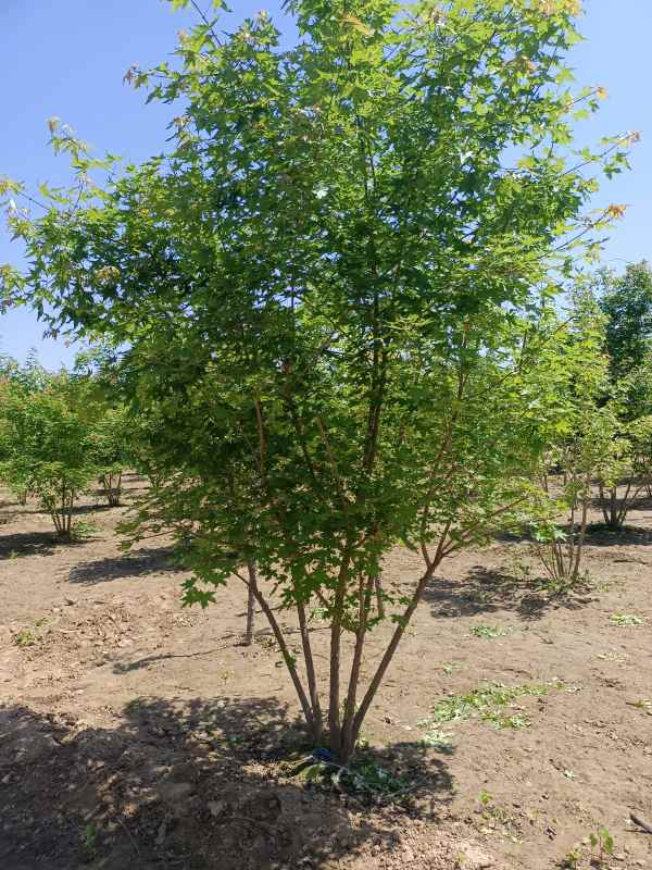 1734489754108105.jpg IMG_20220515_110031.jpg