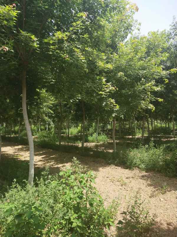 1734490224877071.jpg IMG_20200522_115809.jpg