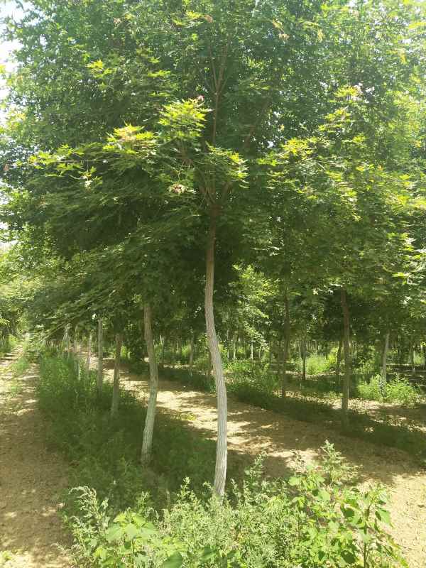 1734490332323814.jpg IMG_20200522_115807.jpg