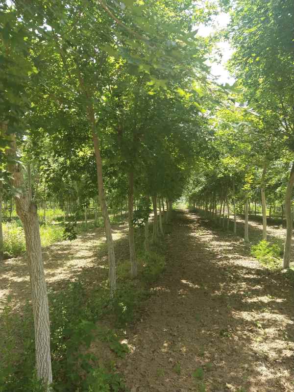 1734490542764533.jpg IMG_20200522_115756.jpg