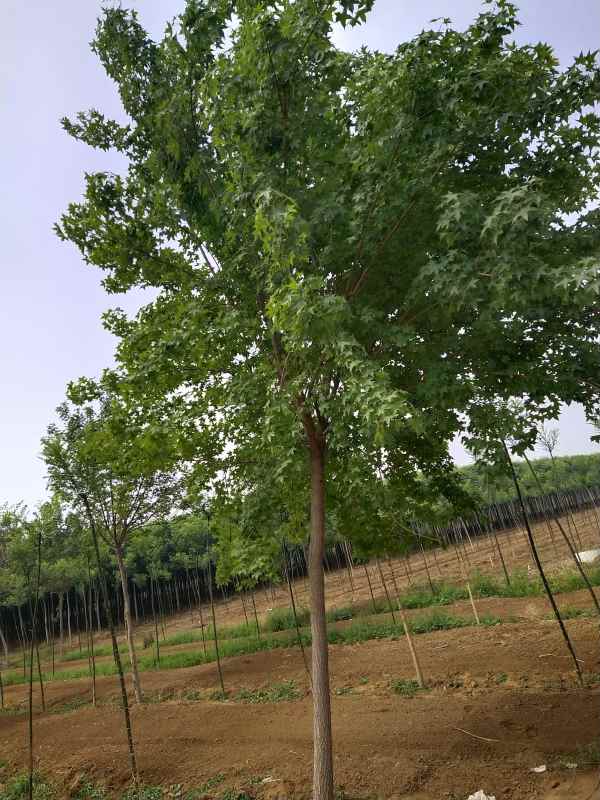 1734490817360468.jpg IMG_20200522_101540.jpg