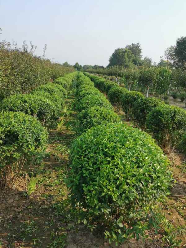 1734570818209312.jpg mmexport1635226994427.jpg