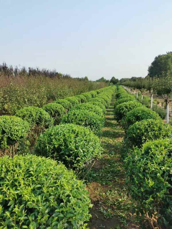 1734571044732977.jpg mmexport1635226987559.jpg