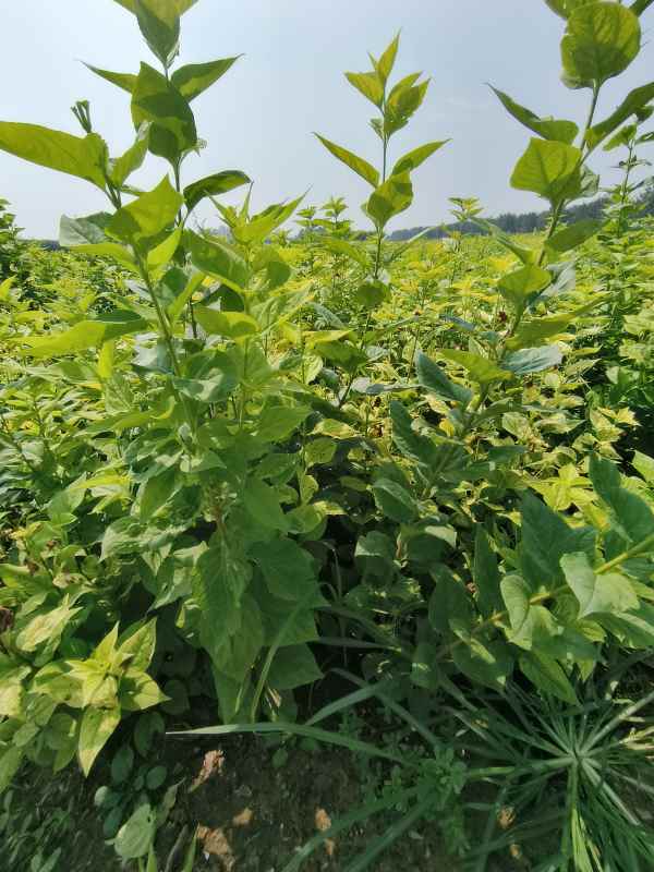 1734573921773569.jpg IMG_20230831_105306.jpg