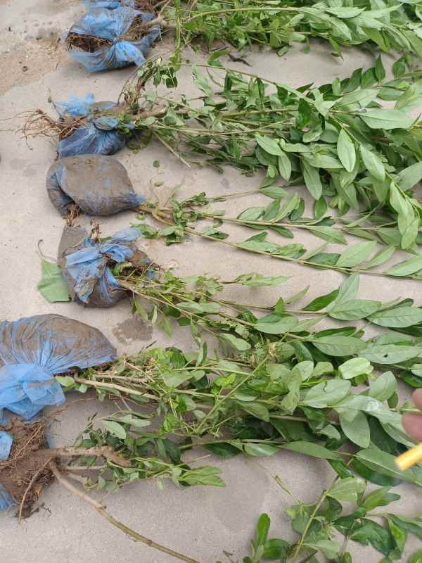 1734574106228480.jpg IMG_20220609_152518.jpg