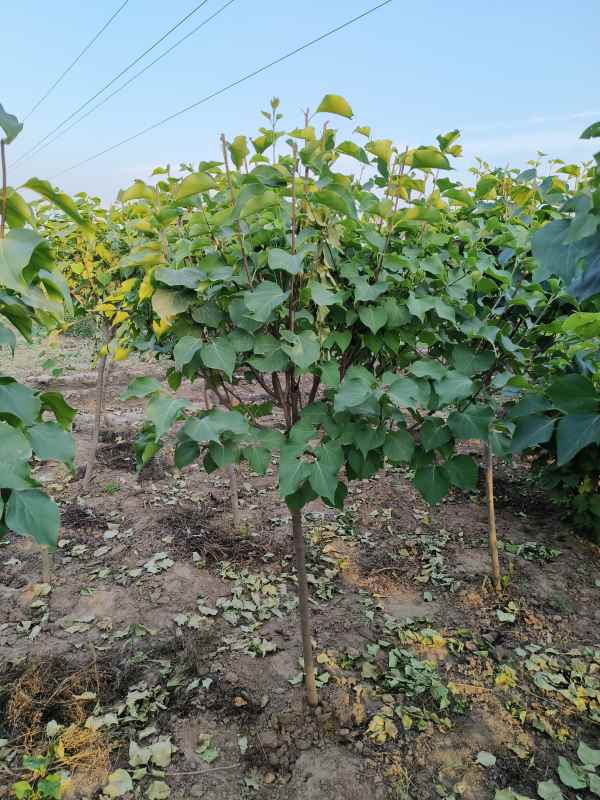 1734678532467857.jpg IMG_20230605_184859.jpg