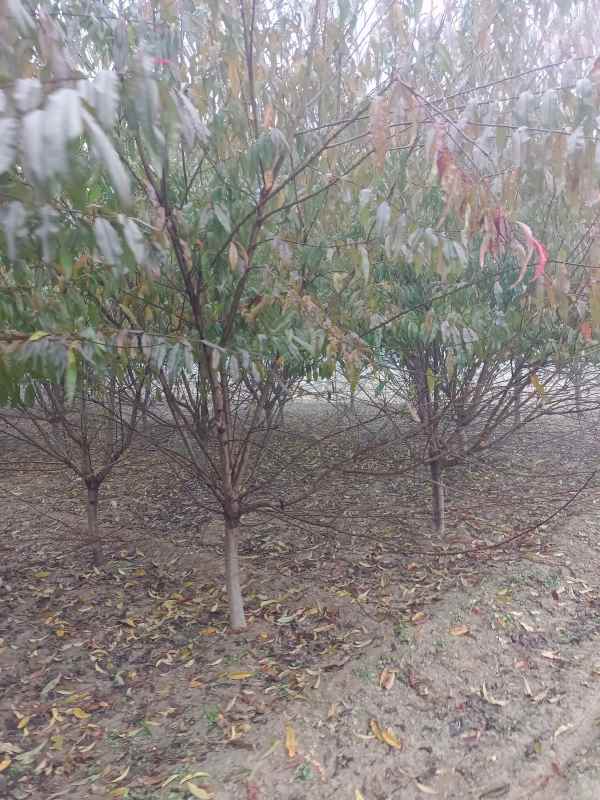 1734759532837119.jpg IMG_20211105_093321.jpg