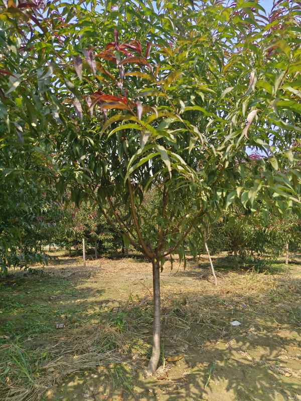 1734760059836240.jpg IMG_20230831_104716.jpg