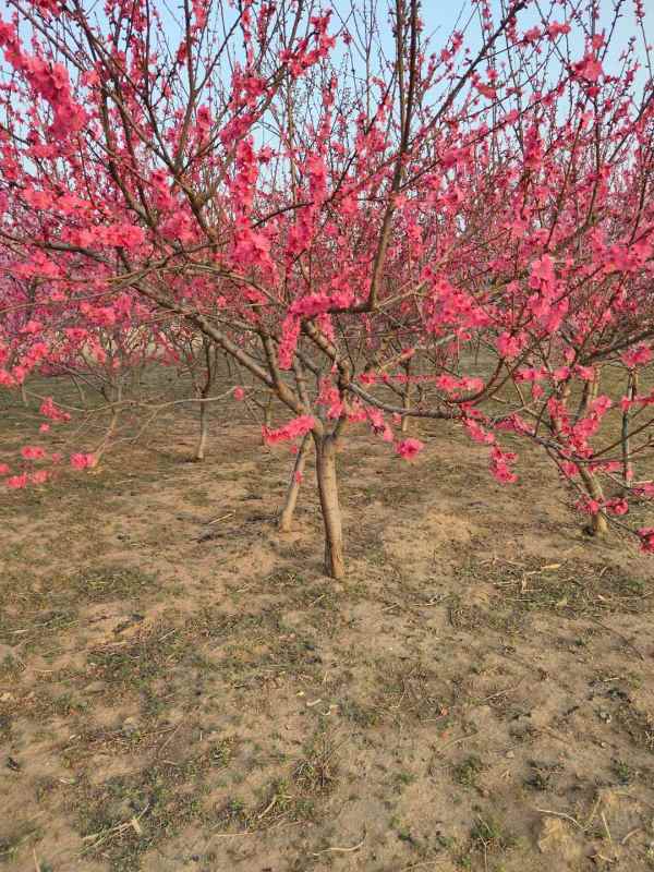 1734760185811702.jpg mmexport1618537134044.jpg