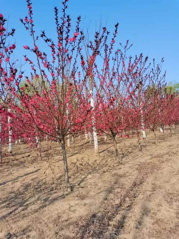 1734760563634386.jpg mmexport1618537100847.jpg