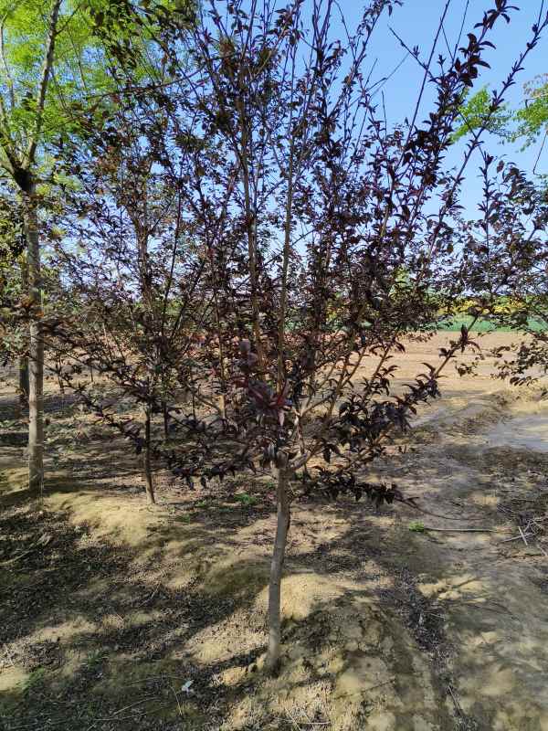 1734760713390925.jpg IMG_20230426_092229.jpg