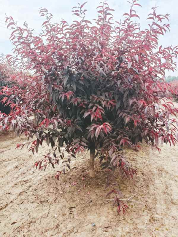 1734760845199231.jpg IMG_20231012_091314.jpg