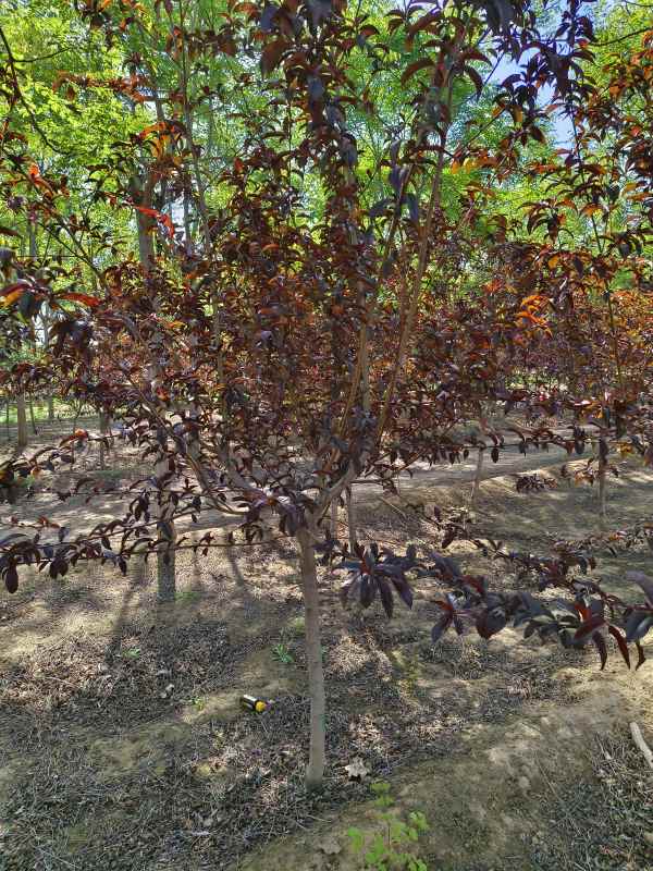 1734761429435667.jpg IMG_20230426_092234.jpg