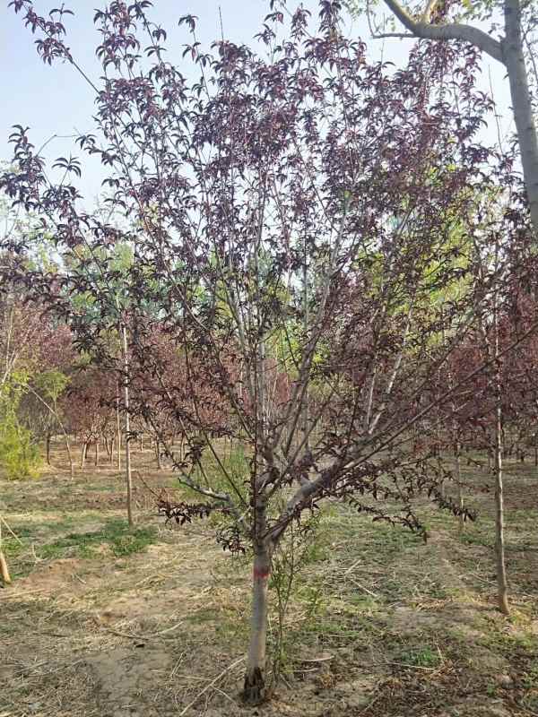 1734761552622669.jpg mmexport1557118798800.jpg