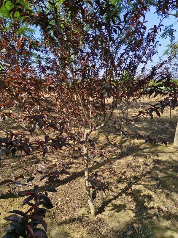 1734761725557847.jpg IMG_20230426_092305.jpg