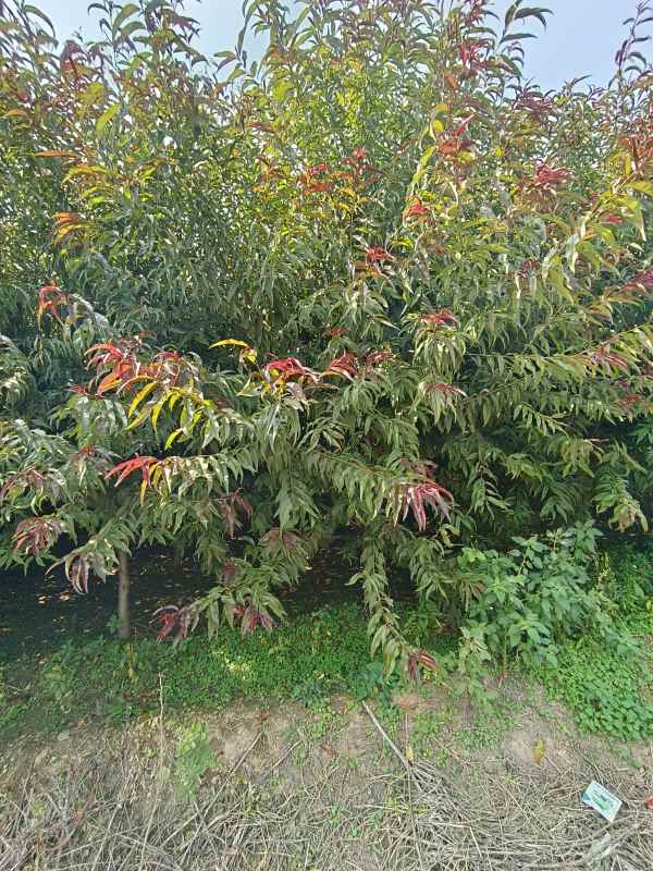 1734761787988951.jpg IMG_20230831_131436.jpg