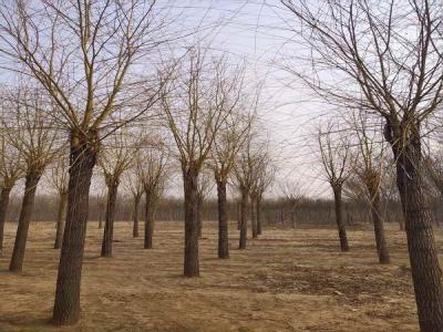 金絲垂柳為城市園林中的璀璨明珠，彰顯其獨(dú)特價(jià)值_最新苗木行情價(jià)格免費(fèi)報(bào)價(jià)