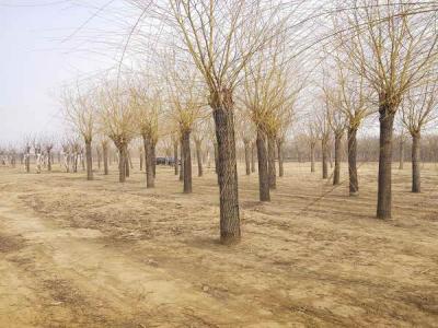 金絲垂柳的生態(tài)習(xí)性有哪些_最新苗木行情價格免費報價