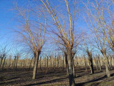 金絲垂柳在城市綠化中的應(yīng)用與養(yǎng)護_最新苗木行情價格免費報價