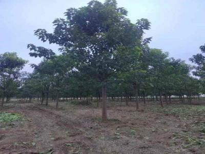 楸樹季節(jié)性養(yǎng)護要點_苗木價格行情免費報價