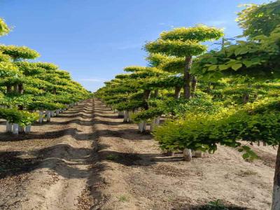 造型金葉榆：種植、修剪與景觀設(shè)計_提供免費苗木報價