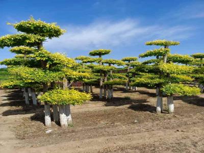 造型金葉榆在城市綠化中的應(yīng)用與種植策略_提供免費苗木報價