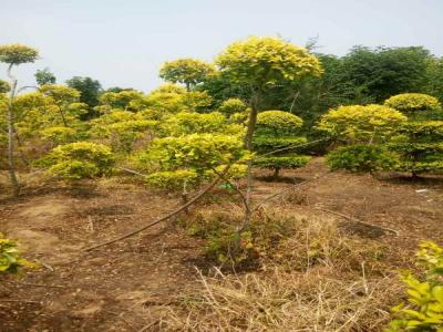 造型金葉榆：從選種到養(yǎng)護(hù)的全過程_提供免費苗木報價