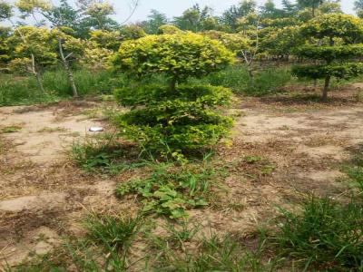 造型金葉榆的種植與養(yǎng)護(hù)技術(shù)_提供免費苗木報價
