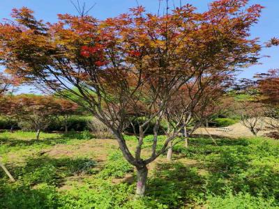 日本紅楓:種植與欣賞的藝術(shù)_提供苗木報(bào)價(jià)