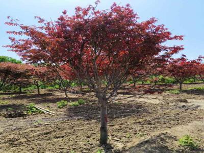 日本紅楓種植秘籍:讓紅葉滿園_提供苗木報(bào)價(jià)