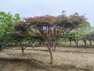 如何成功種植并養(yǎng)護(hù)日本紅楓_提供苗木報(bào)價(jià)