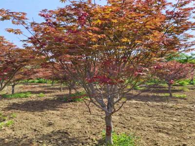 日本紅楓:從種植到觀賞的完整指南_提供苗木報(bào)價(jià)