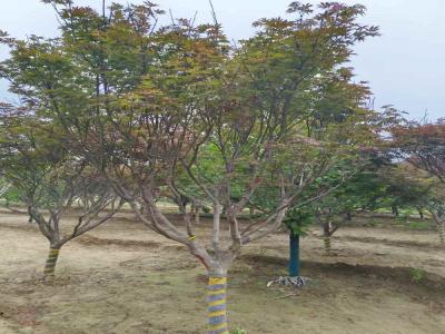 打造秋日美景:日本紅楓的種植技巧_提供苗木報(bào)價(jià)