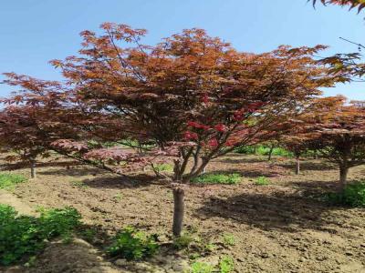 日本紅楓的種植與養(yǎng)護(hù)全攻略_提供苗木報(bào)價(jià)