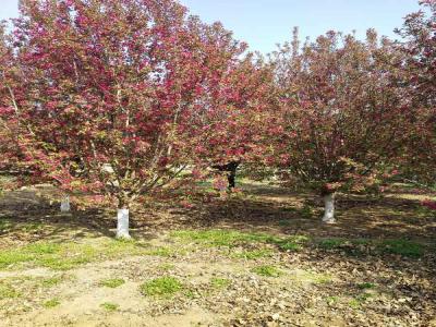 絢麗海棠的種植技術與養(yǎng)護管理_苗木可免費報價