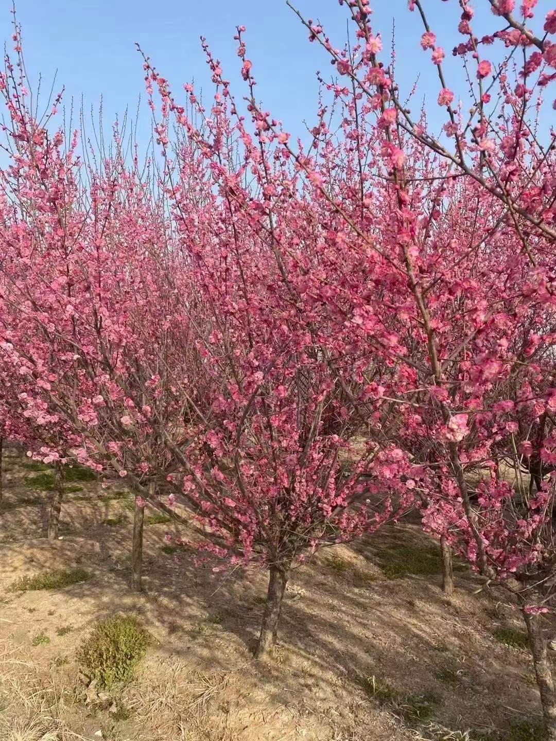 1751267498445006.jpg 1750403559381452.jpg