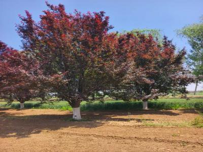 假植紅葉李/紫葉李