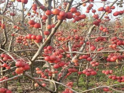 叢生冬紅果海棠